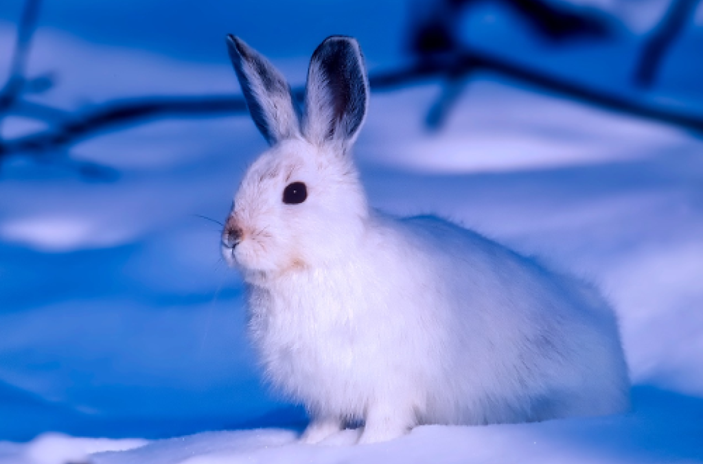 Arctic Hare