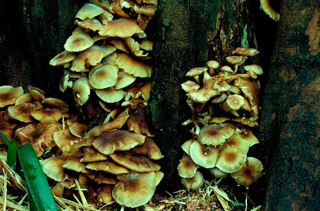 Armillaria luteobubalina fungus on a tree