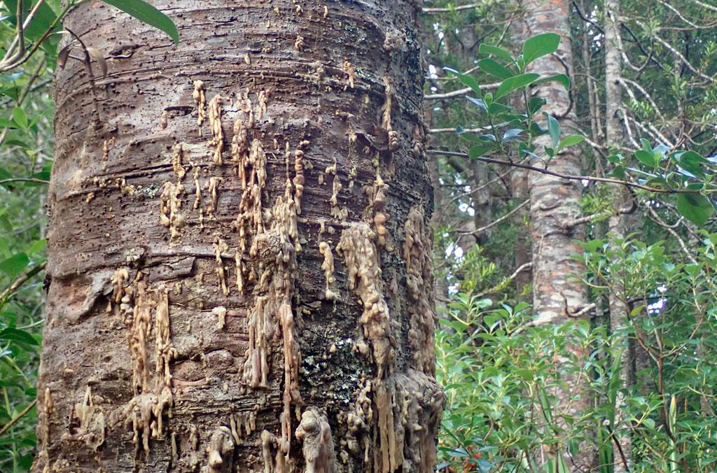 A New Zealand Kauri suffering from dieback with other forest trees in the background