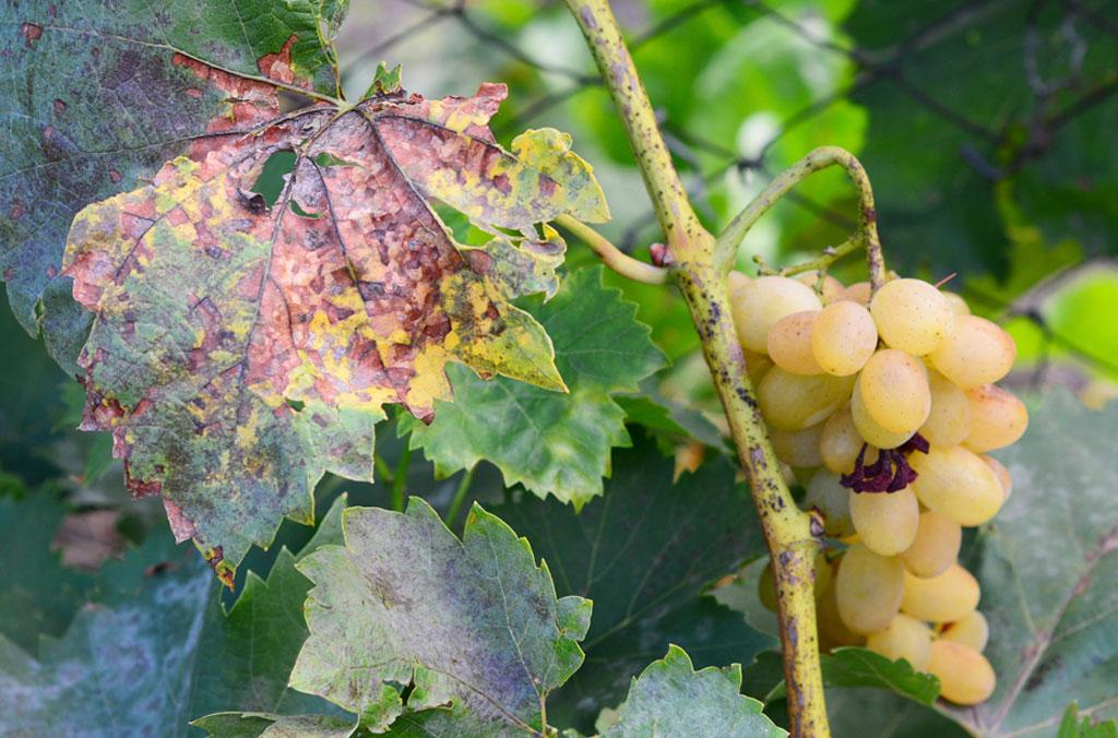 Pierce's Disease on Grapes