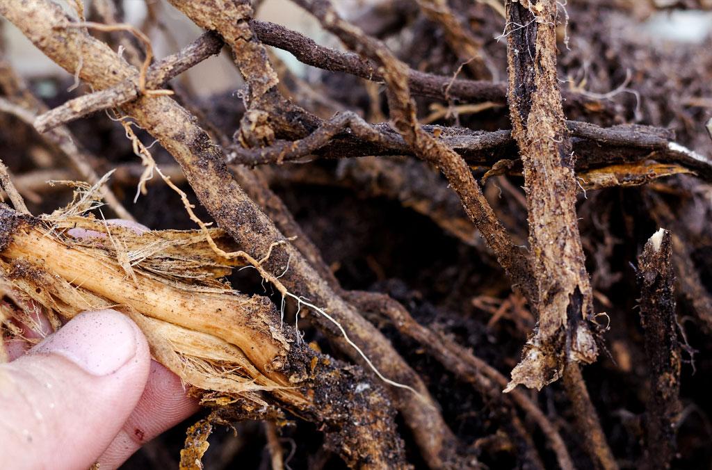 Root Rot On Tree