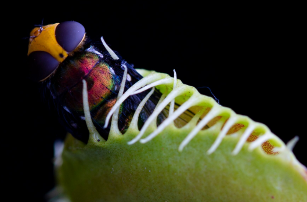 partially closed venus fly trap