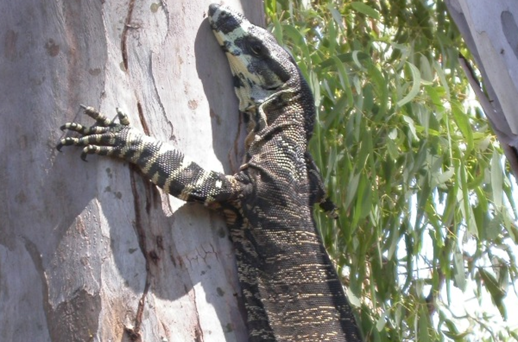 lace monitor