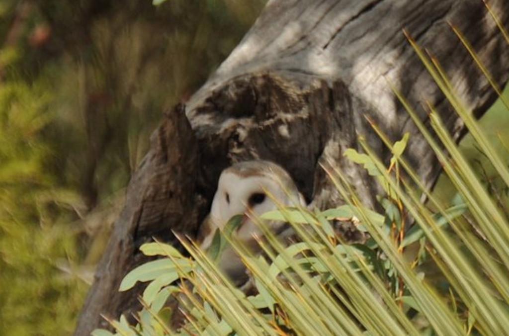 A Barn Owl using a tree hollow