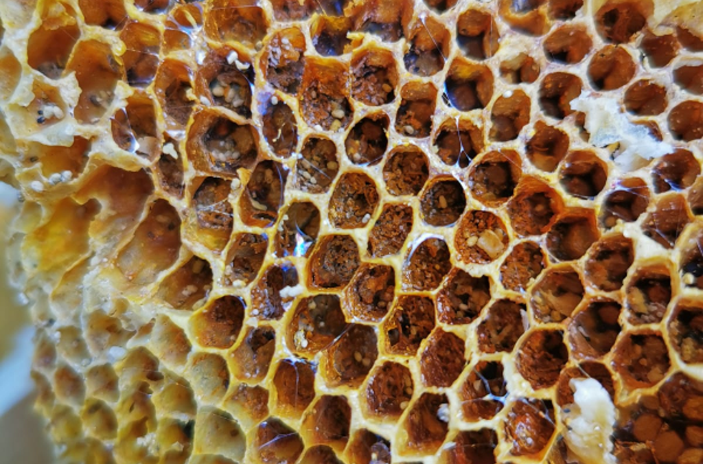 Pollen cells: when bees collect pollen from flowers, they put it in these cells and mix it with a little bit of nectar. This makes ‘bee bread’, which feeds bees in their larval life cycle stage.   Image credit: Richard Dimon