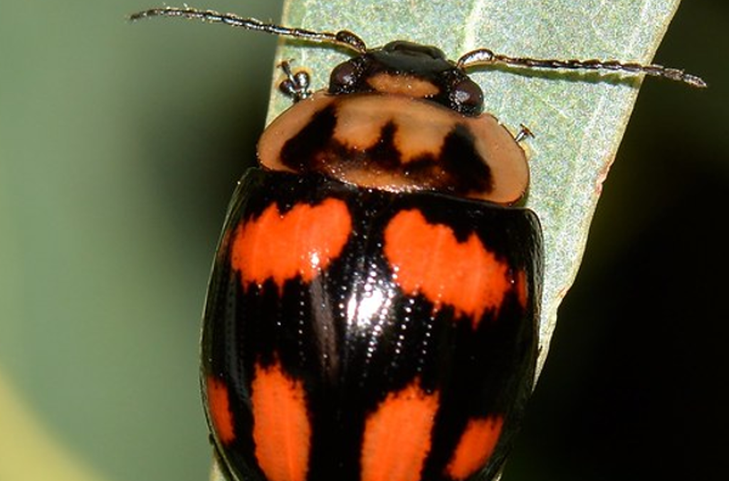 beetles close up