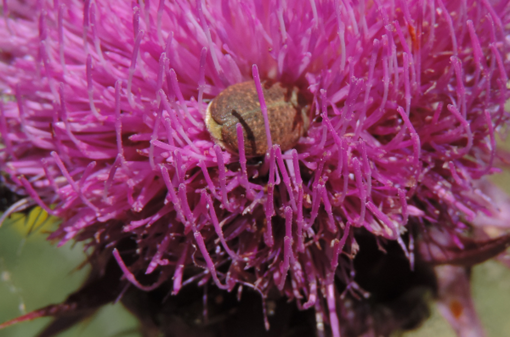 beetles flower close up