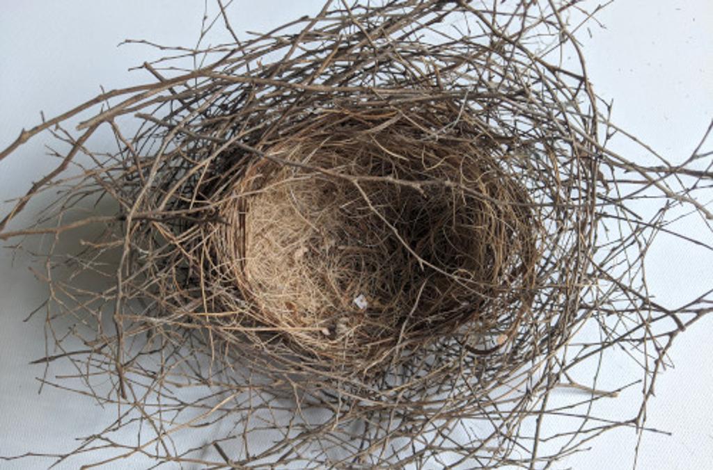 nests bird