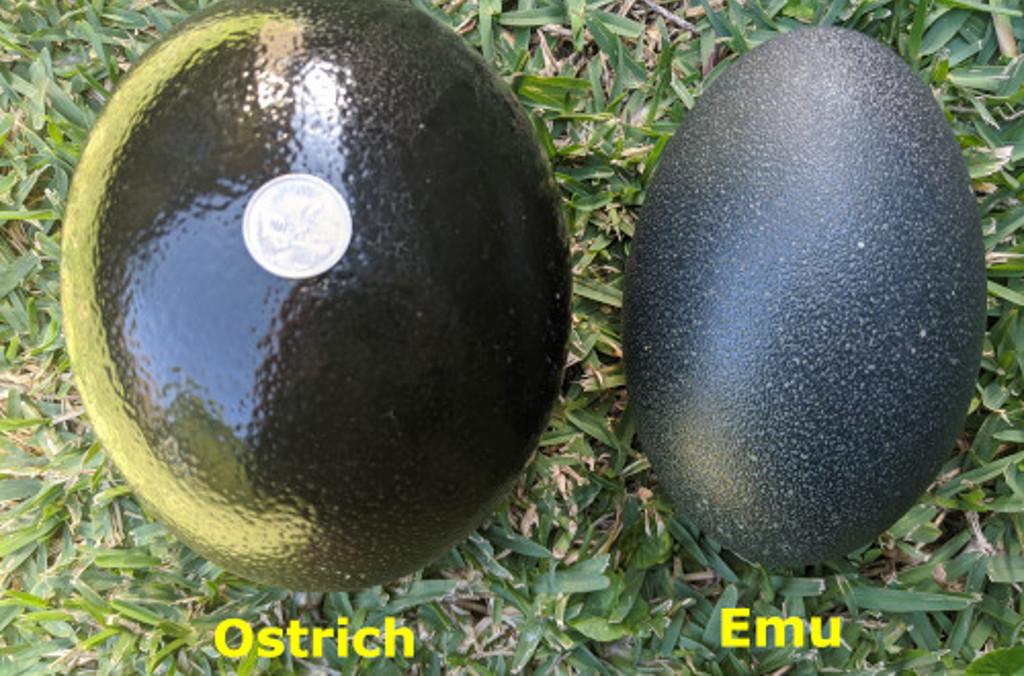 ostrich & emu eggs