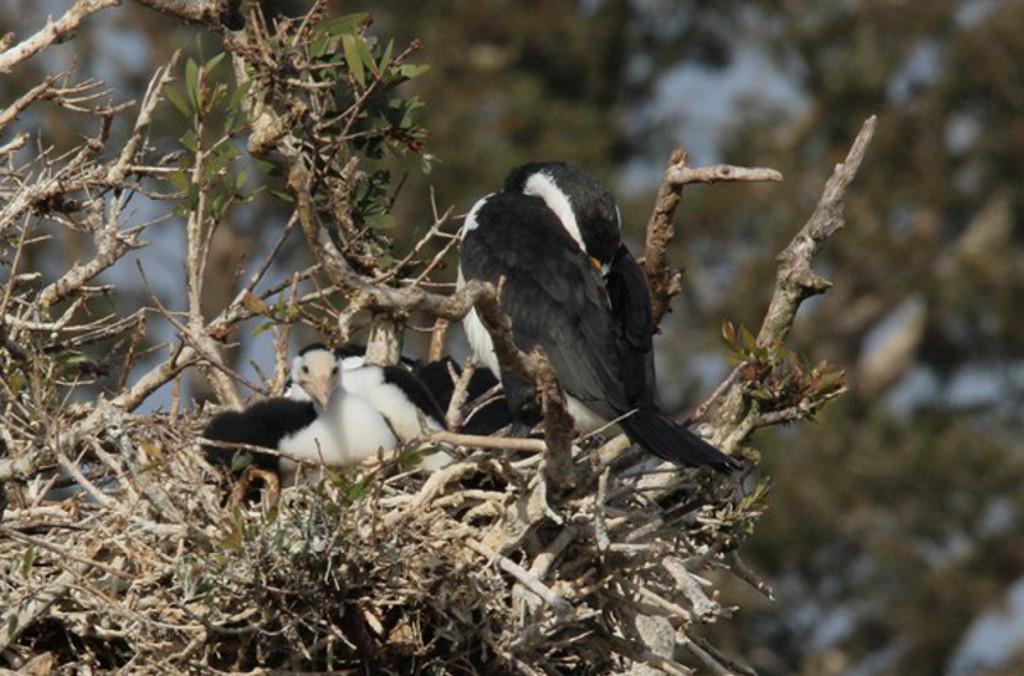 cormorant fledglings