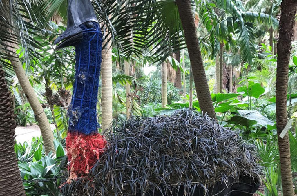 A Cassowary on Show