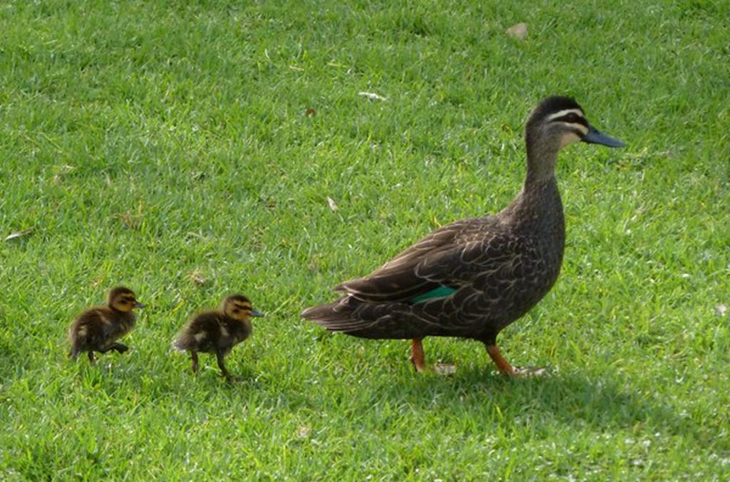 ducks at the garden 