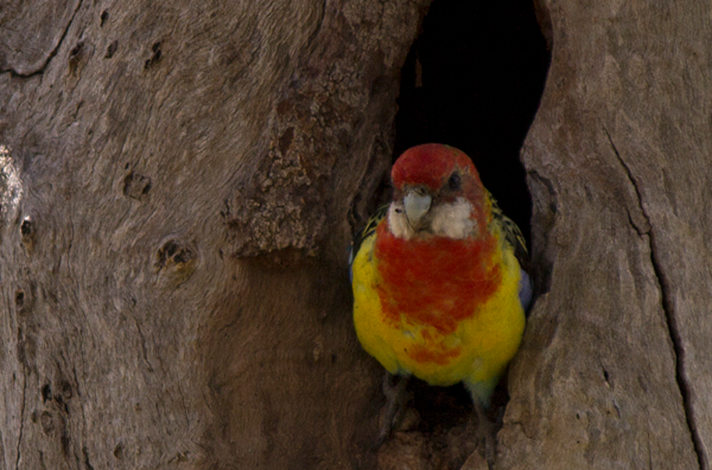 eastern rosella