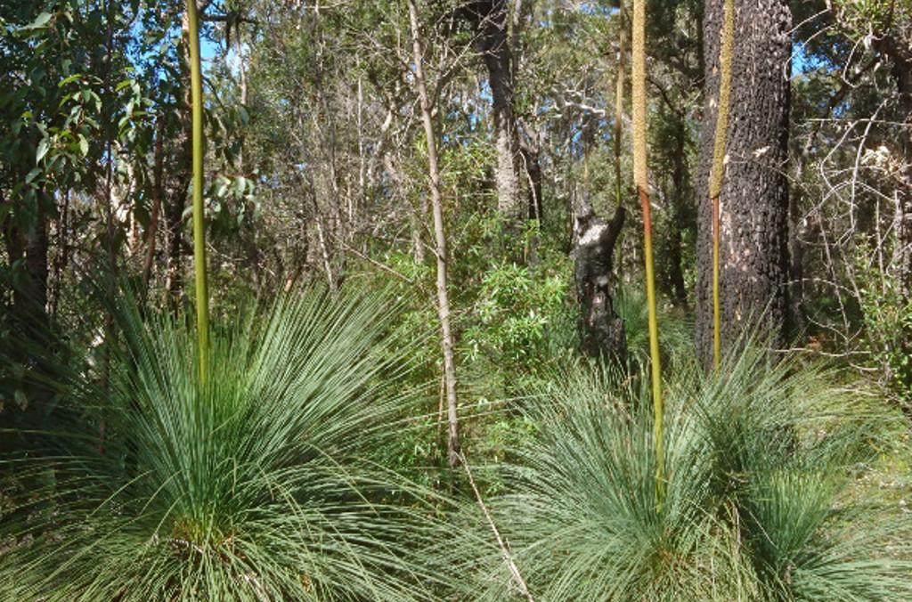 Grass tree, Xanthorrhoea sp. 