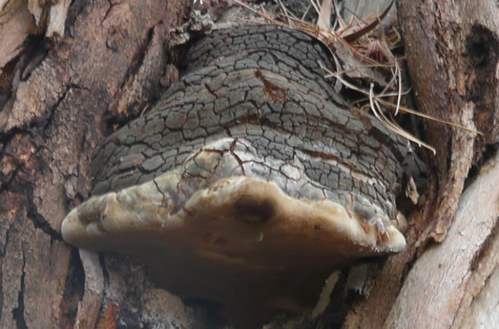 fungus