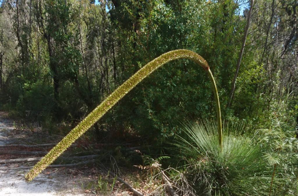 Flower Spike close up