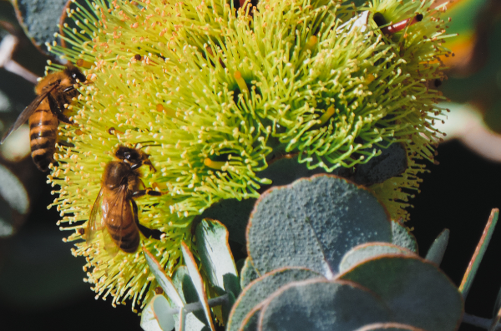 Honey bee close up on flower