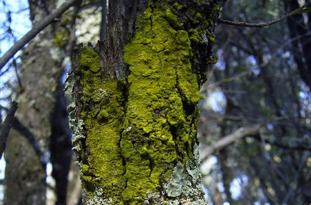 lichen