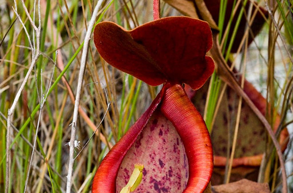 lower pitcher close up