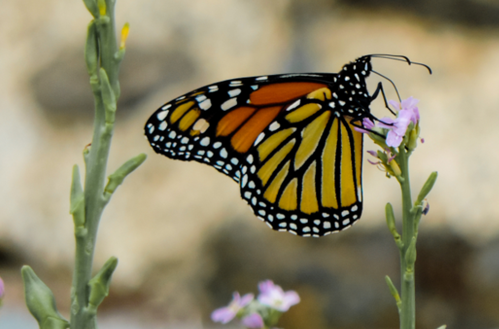 monarch butterfly 