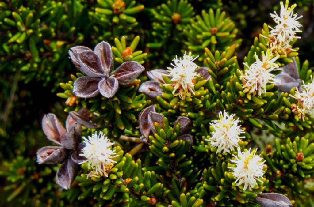 Narrow-leaf Orites