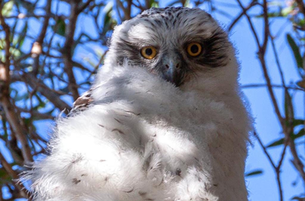 owl close up 