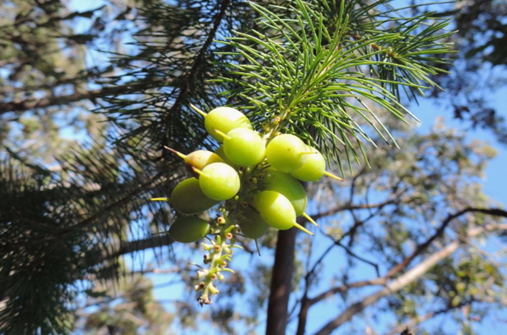 Pine-leaf Geebung