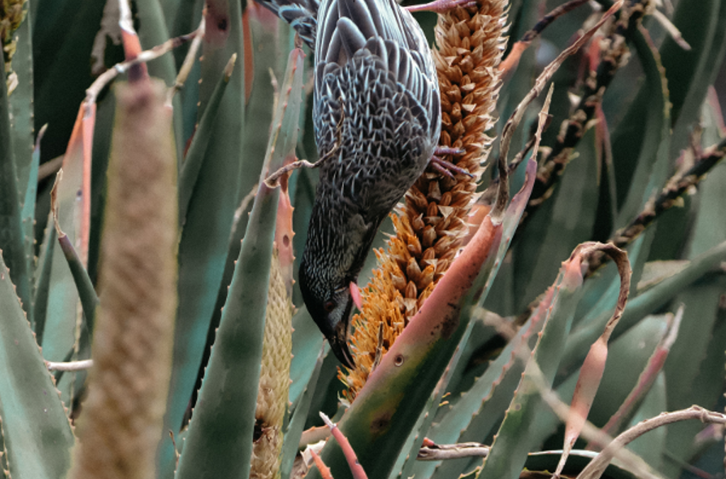 red wattlebird 