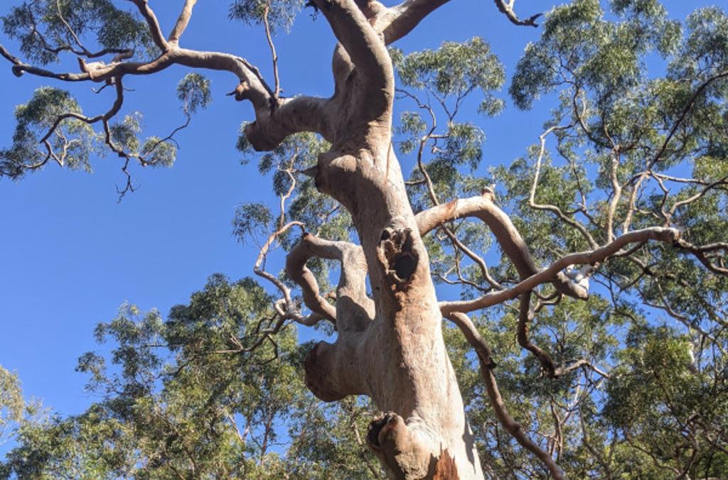 tree hollows close up 