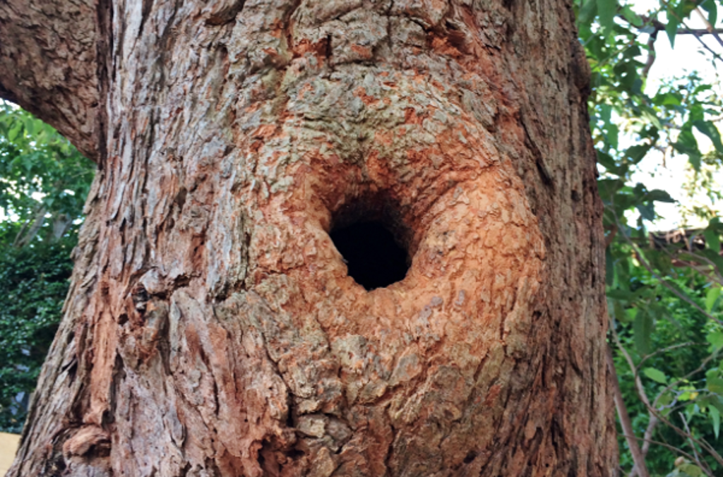 tree hollow 