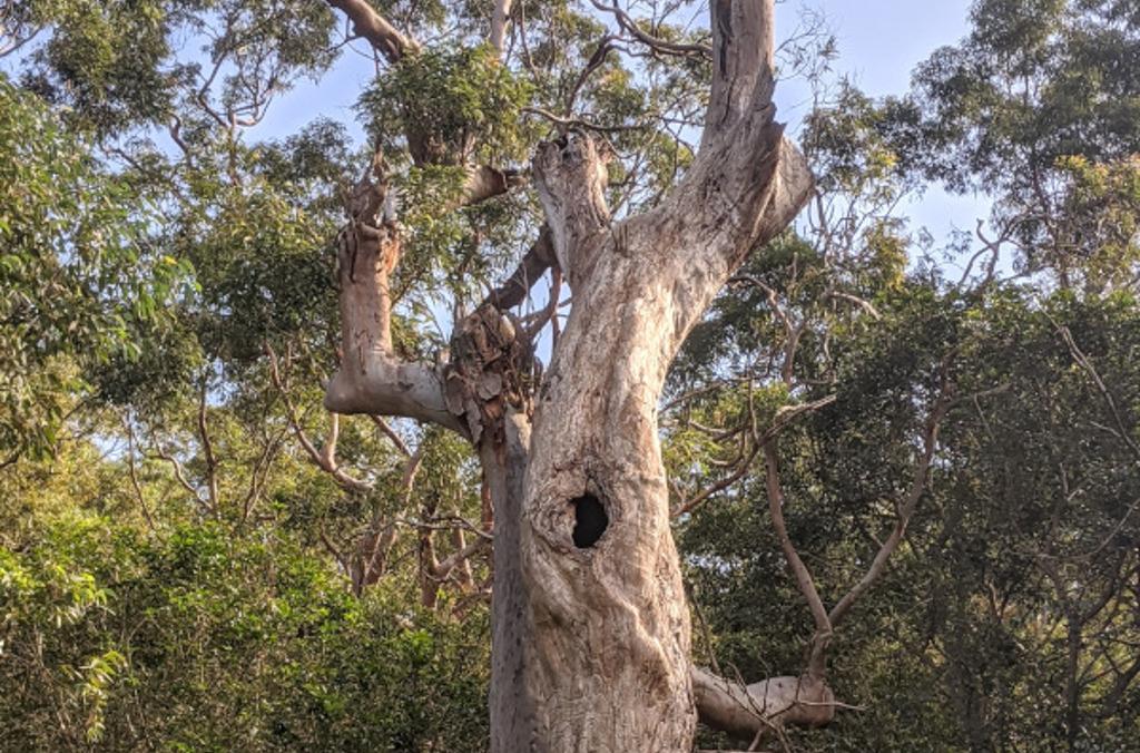 tree hollows close up