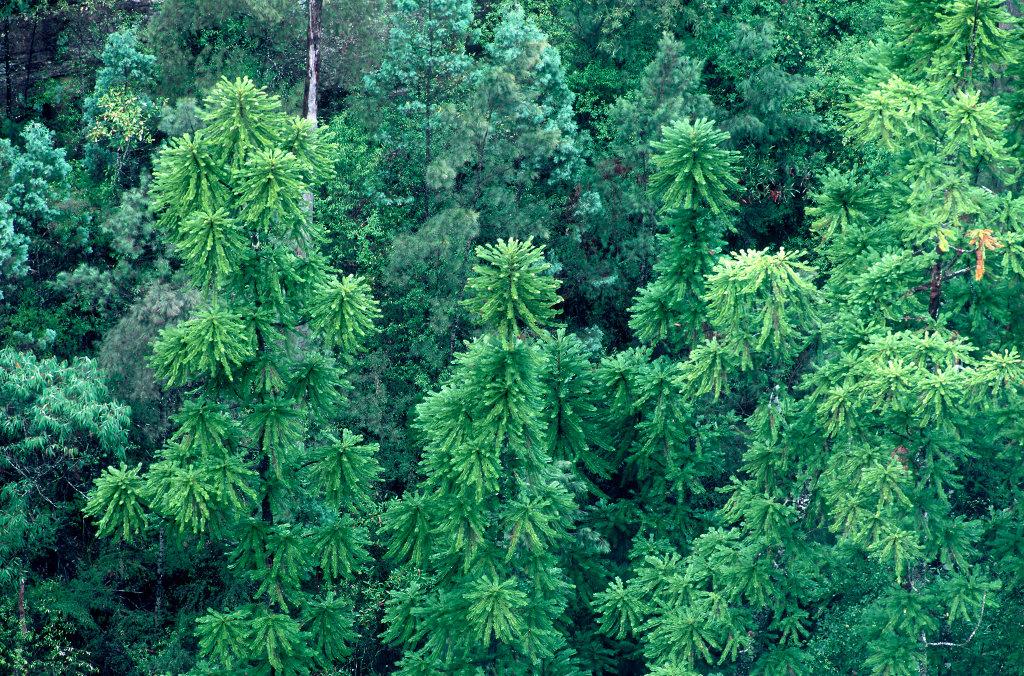 Wollemi Pines in rugged gorge The region is full of steep, rugged and inaccessible terrain.