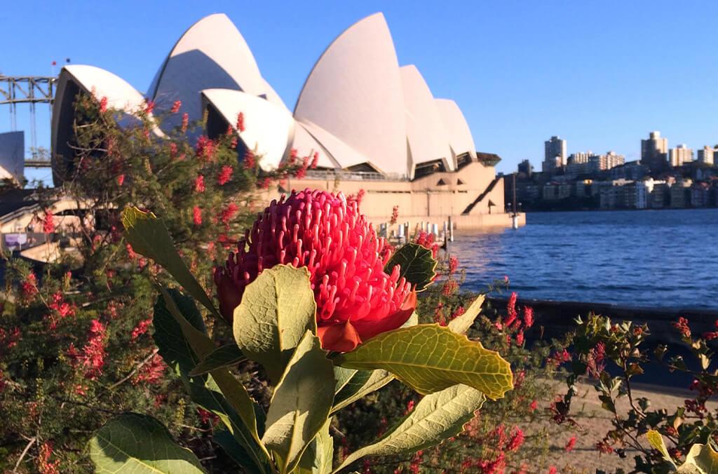 Red waratah flower, Sydney Harbour and Opera House in background