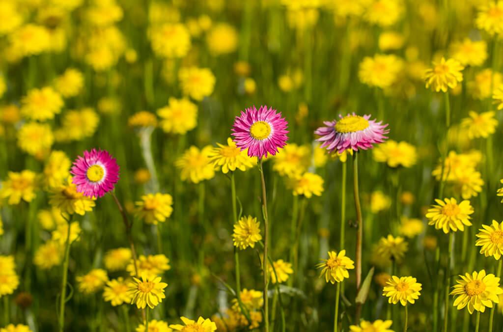 Yellow and pink paper daisies