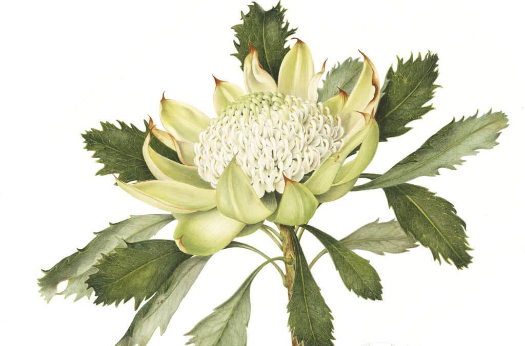 white Waratah by Annie Hughes