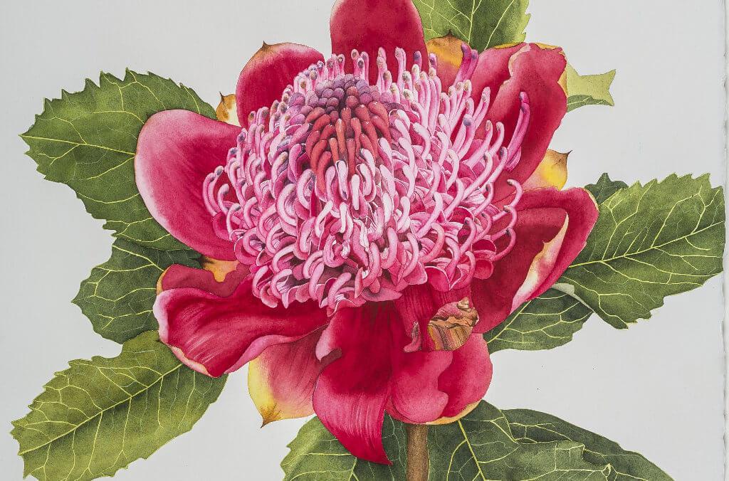 Red Waratah by Jane Blundell