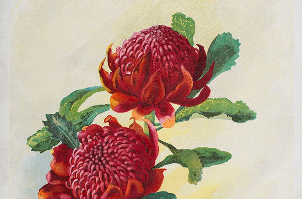 Waratah Wildflower print c1905 Margaret Flockton