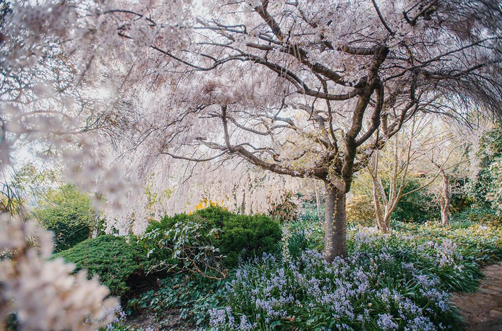 Cherry blossom tree in flower