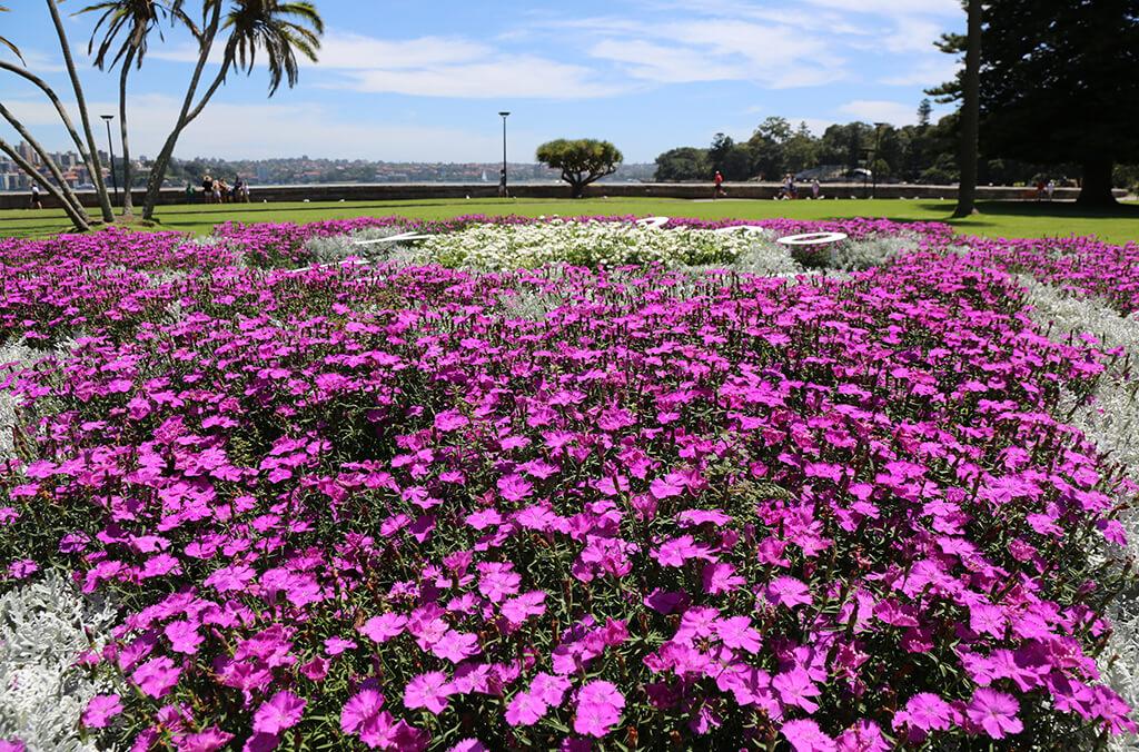 Purple and white flowers in beds overlooking Sydney Harbour