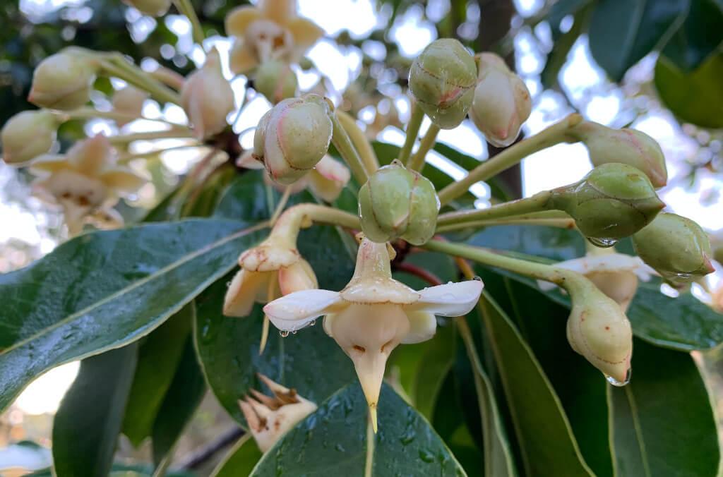 august plant of the month close up 