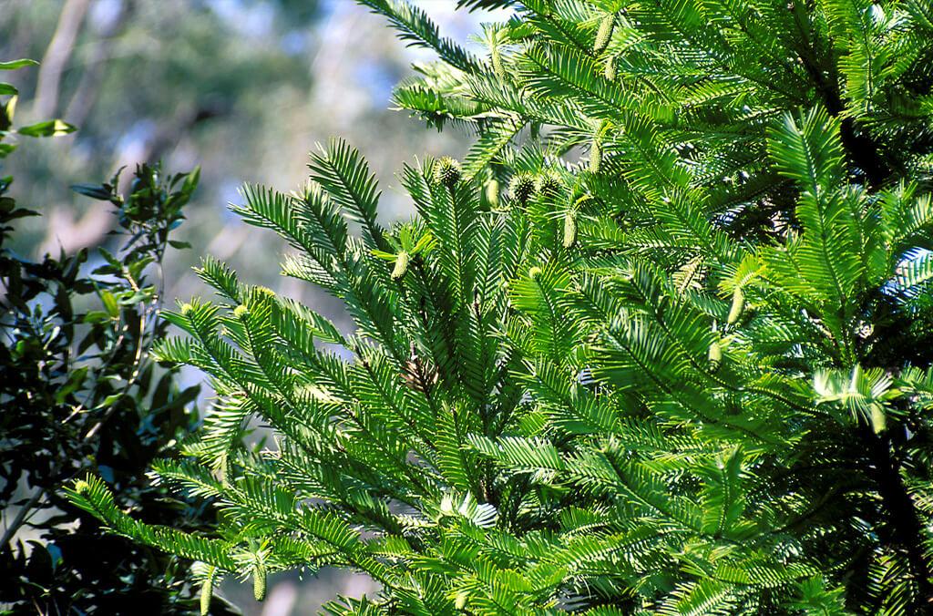 Lush green branches and fronds of the Wollemi Pine