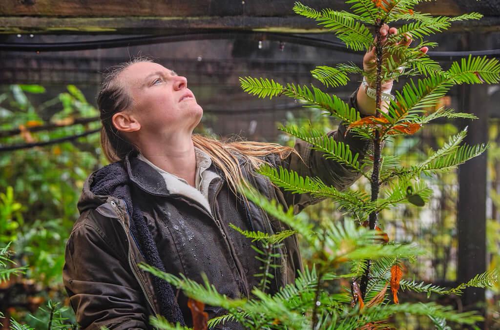 Horticulturist Marion Whitehead examines a Wollemi Pine in a nursery