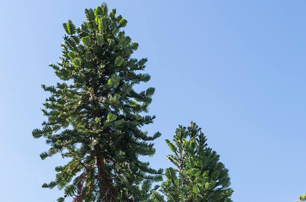 Tall Wollemi Pine in the Royal Botanic Garden Sydney