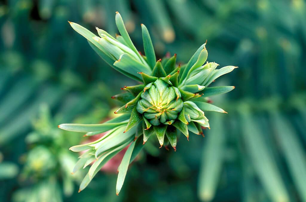 Baby cone on a Wollemi Pine's branch