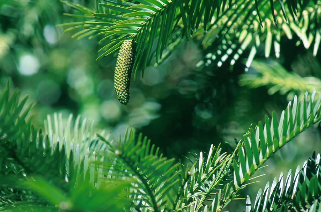 Pine cone on the end of a Wollemi Pine's branch