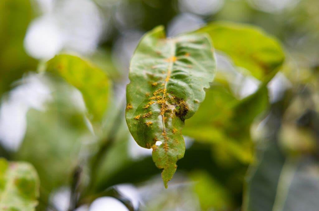 leaf close up 