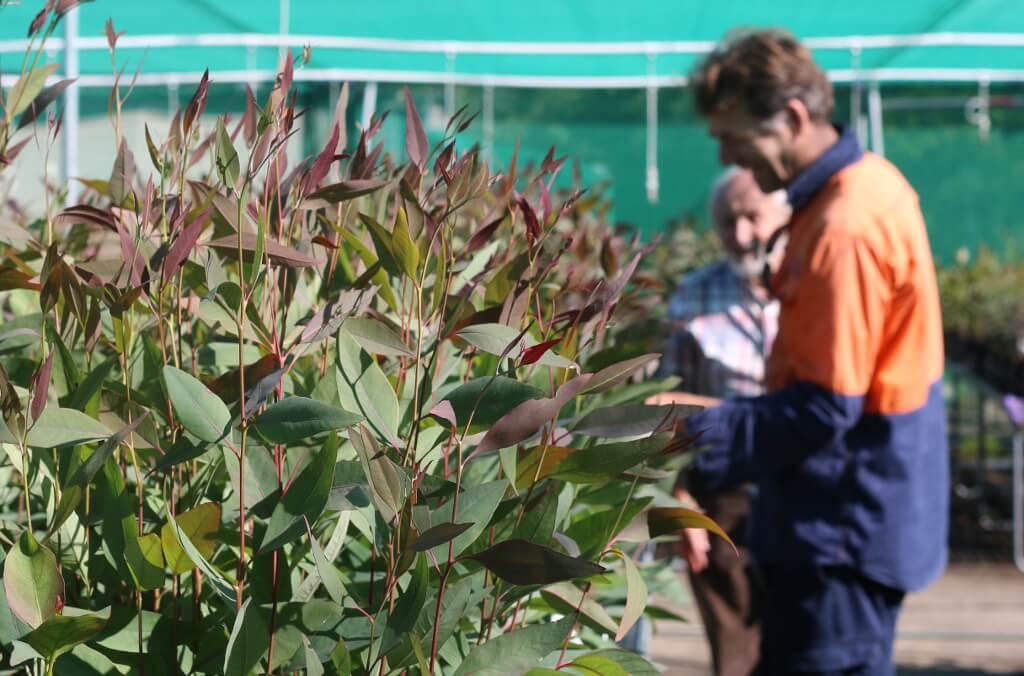 red gum plants