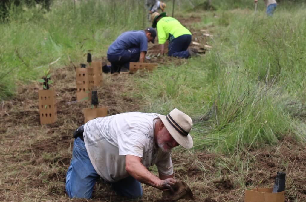 red gum planting