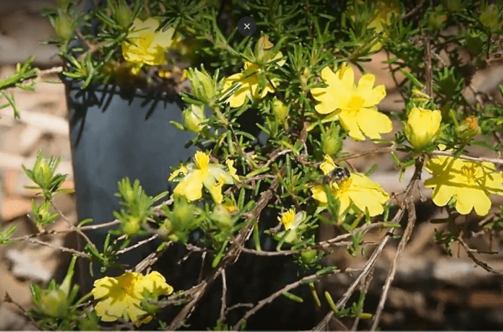 hibbertia close up 