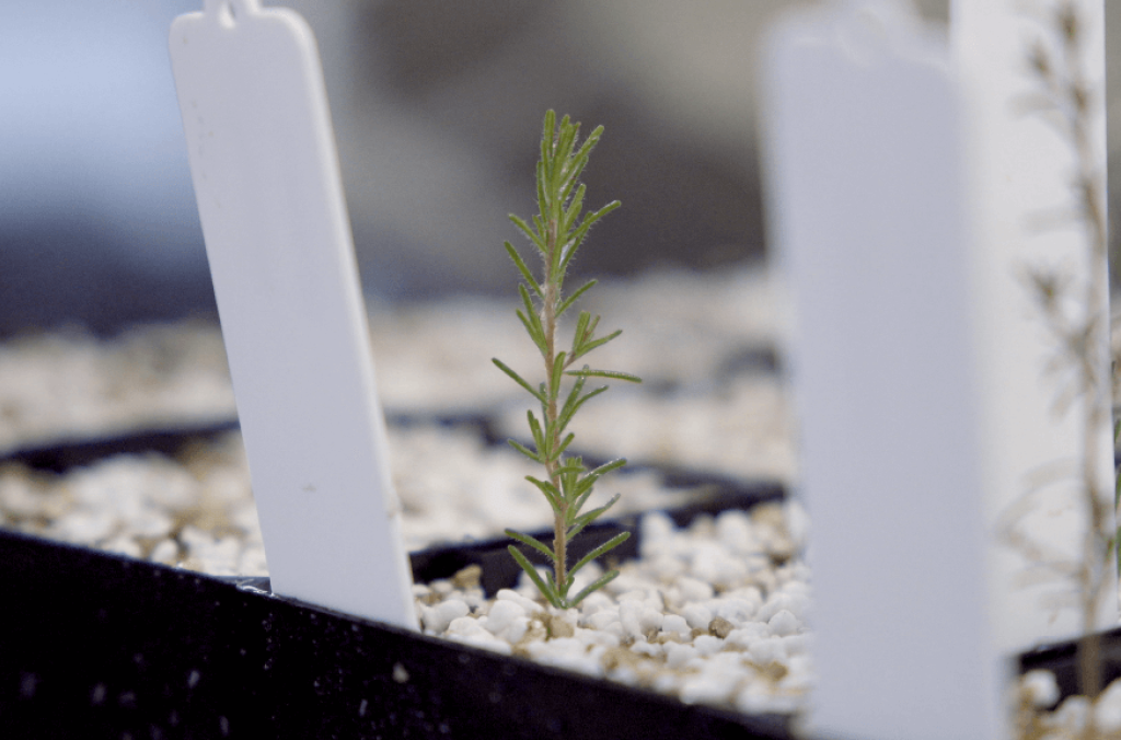 plant close up 